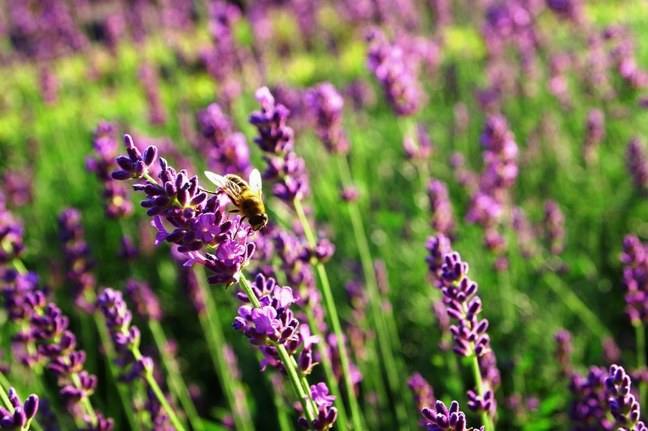 Las propiedades saludables de la lavanda