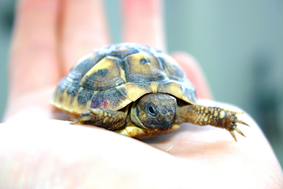 Y otro poquitito a pie