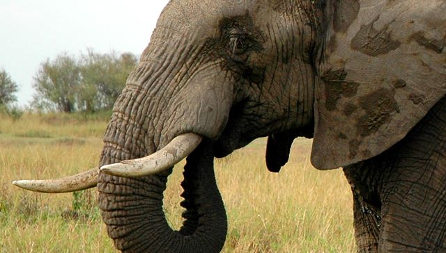 Que se llama trompita