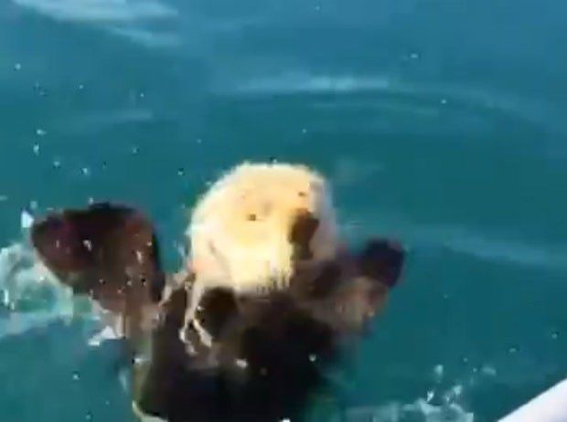 Ibas flotando dormida