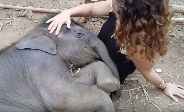 Un elefante se balanceaba