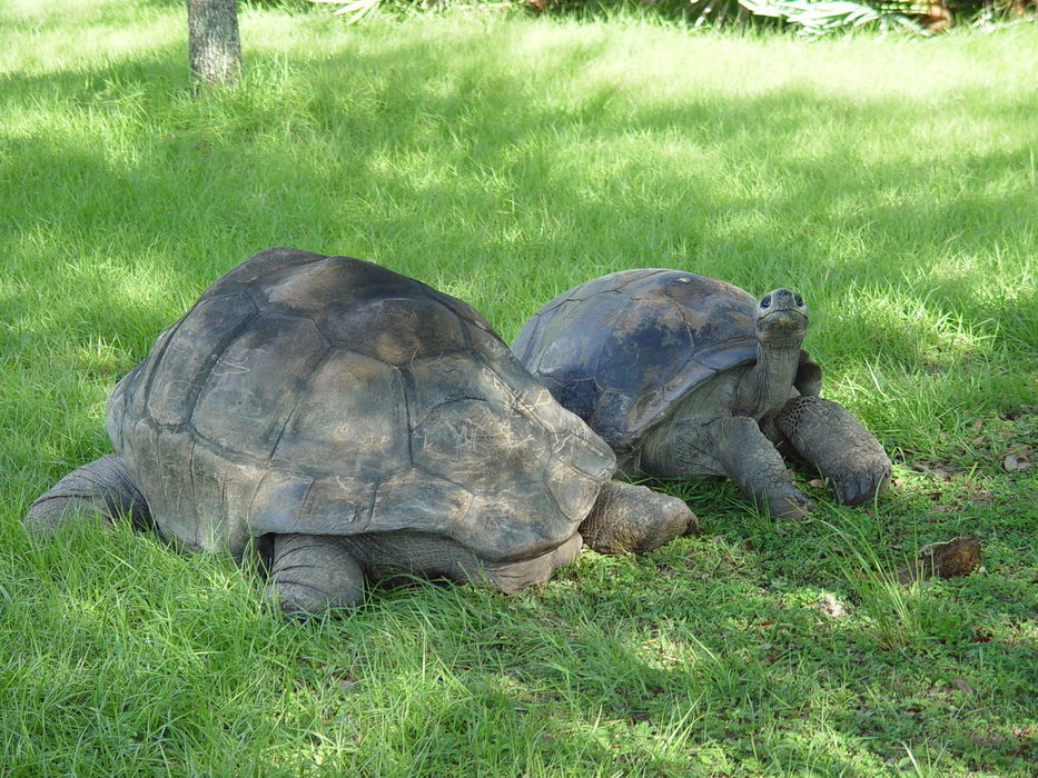 Parecido no es lo mismo