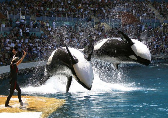 Todas las orcas van al Cielo