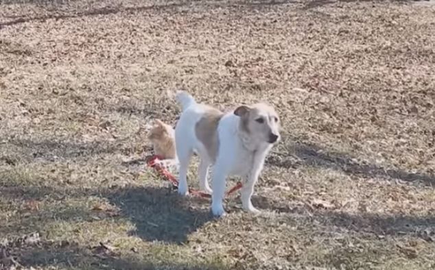 Como juega el gato...