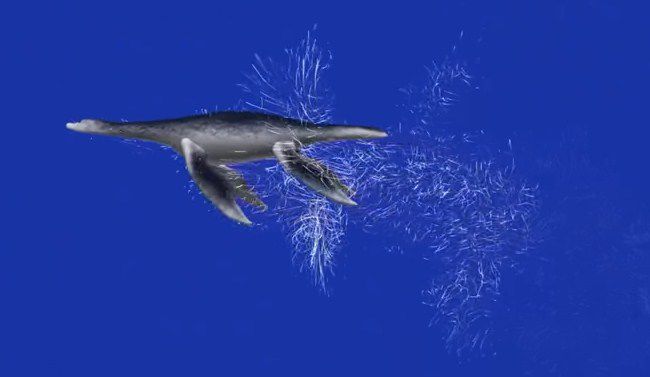 ¿Usted no nada nada?