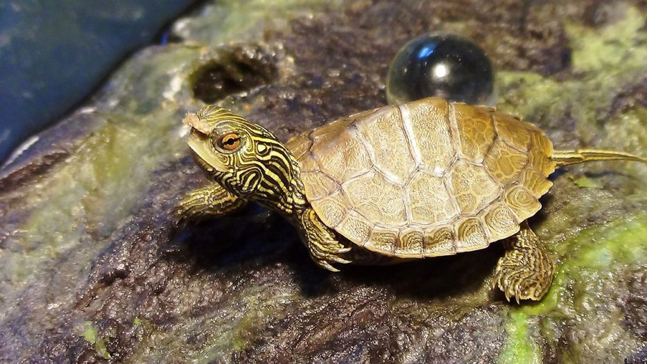 Nadie supo bien por qué