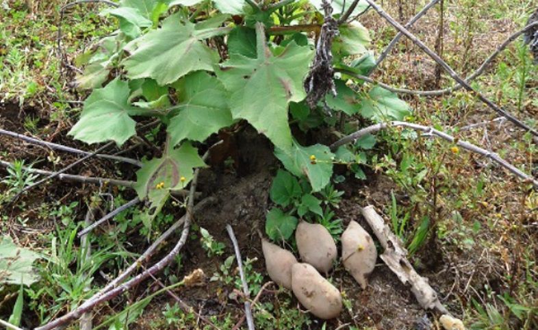 Jarabe de tubérculo