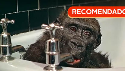 RECOMENDADO: Gorilas en la bañera