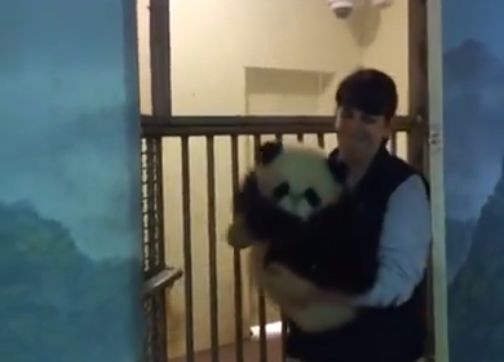 Oso panda, dime por dónde andas