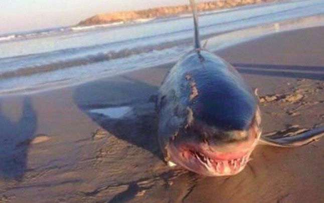Se la llevó el tiburón