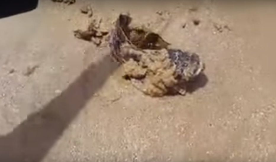 La multiplicación de los peces