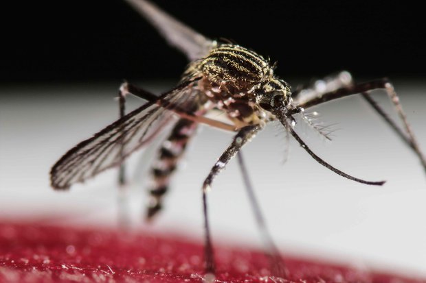 Ministra de Salud Pública dijo que Uruguay tiene “circulación viral de dengue”