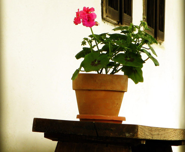 Dos jóvenes estaban discutiendo cuando uno le partió en la cabeza una maceta al otro
