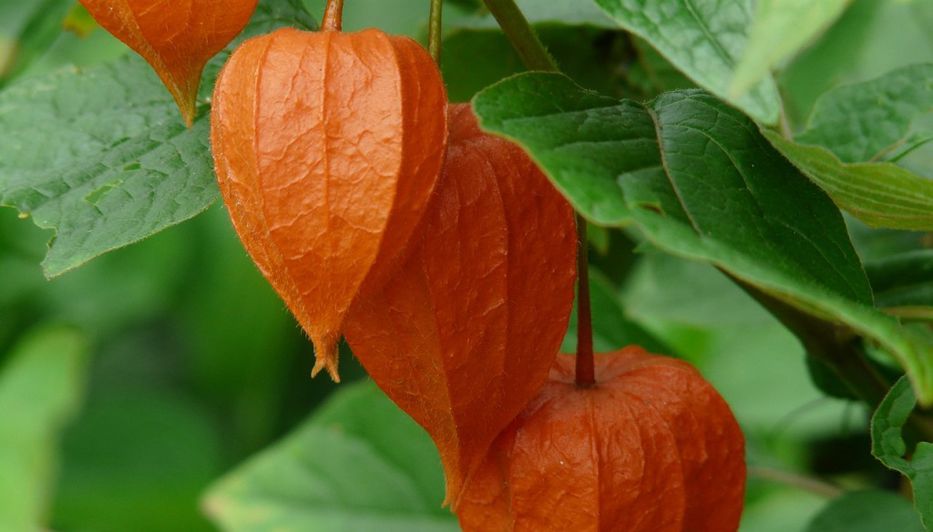 Nombre raro ahora que dice