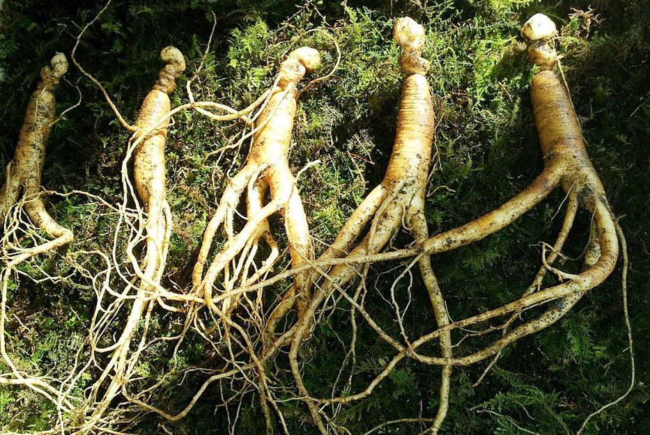 La raíz de todos los bienes