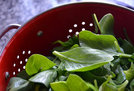 Canelones verdes de ricotta y jamón
