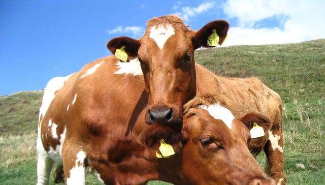 Muuuu-y buena noticia
