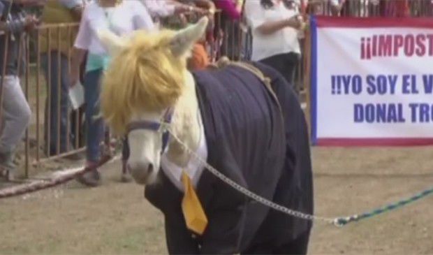 Rubio, peludo y suave