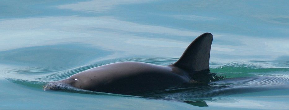 No hagan una vaquita