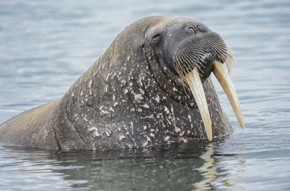Una morsa ahogó a un hombre que se tomó selfis con ella y a cuidador del zoo