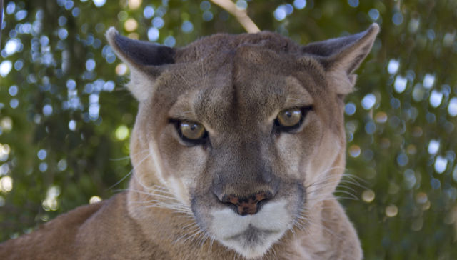 Por Los Pumas, claro