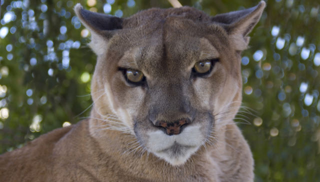 Por Los Pumas, claro