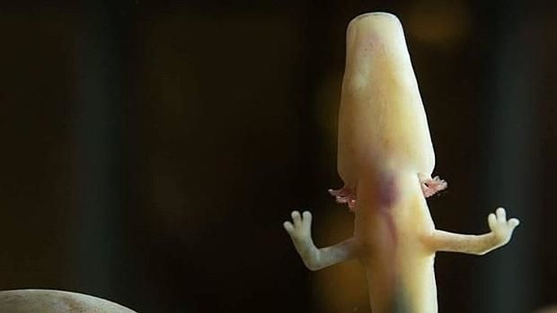 En la cueva del dragón