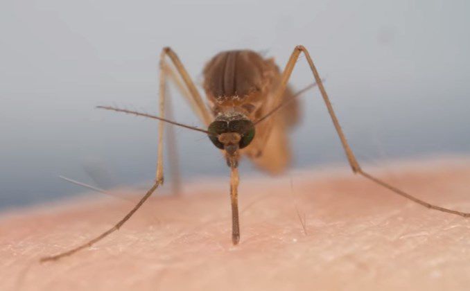 Video en ultradefinición muestra cómo pica un mosquito. Y se ve tan terrible que parece increíble que no duela