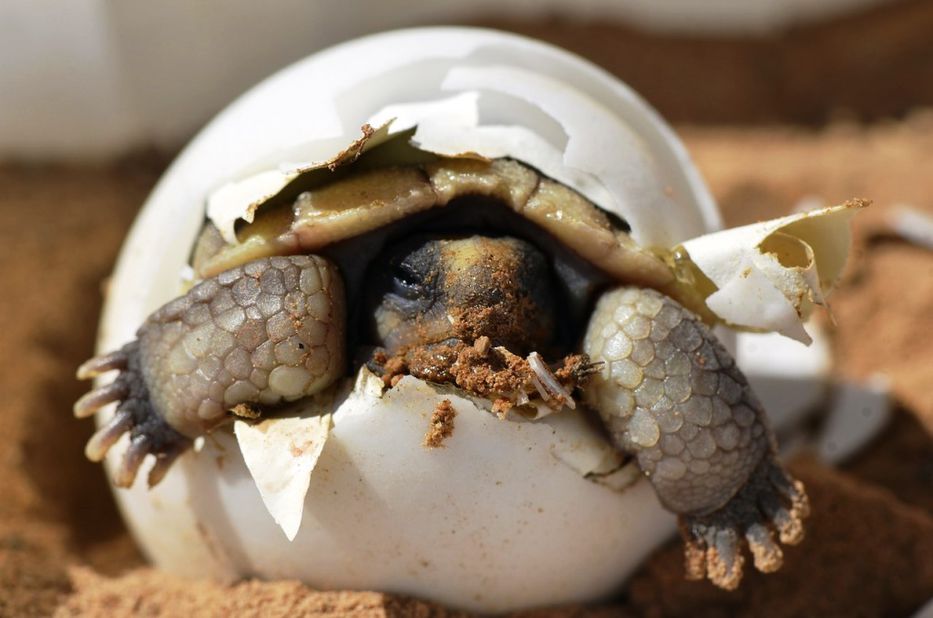 Nadie supo bien por qué