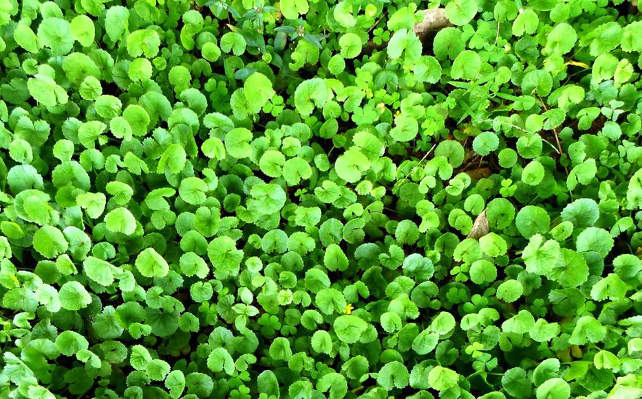 Como caída del cielo