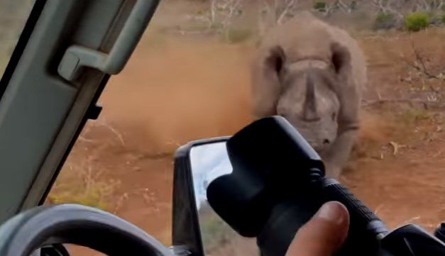 Animales en su entorno