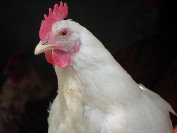 MGAP detectó influenza aviar en Tacuarembó: murieron 70 gallinas y otras aves de traspatio