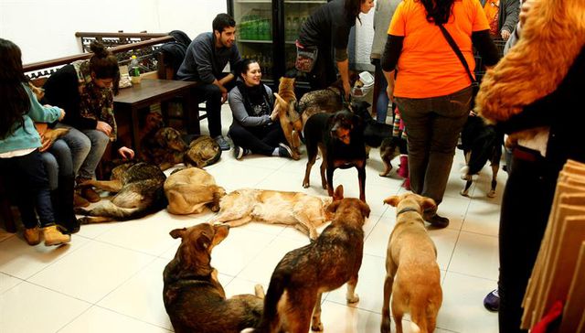 Dar una mano y una pata