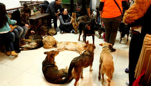 Dar una mano y una pata