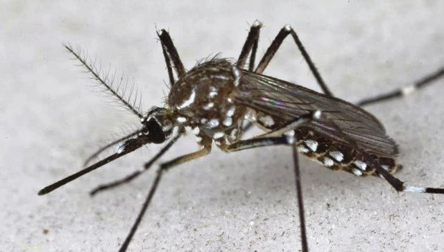 Repelente, my old friend