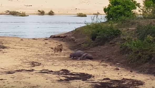 Pero el amor es más fuerte