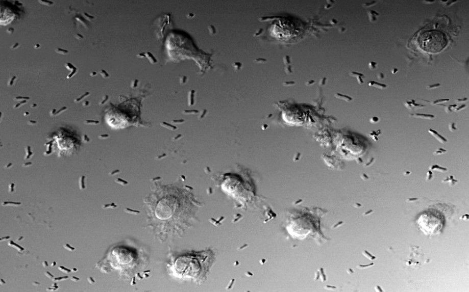 A cada uno su función