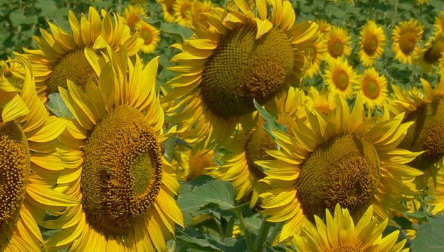 Revelan cómo los girasoles logran moverse junto al Sol