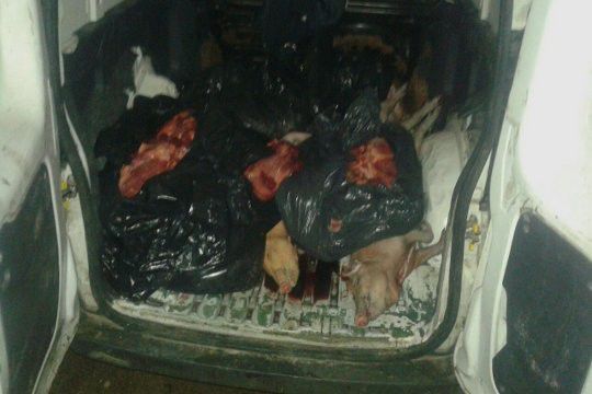 Las vaquitas son ajenas