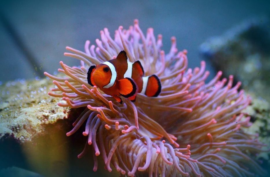 imagenes de anemona de mar