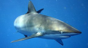 Cuando los animales atacan