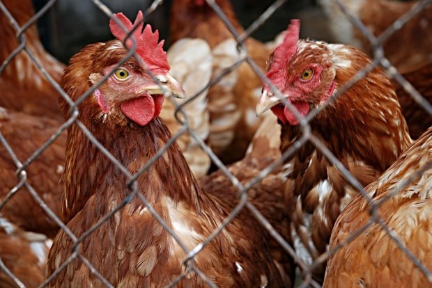 El MGAP confirmó 10 casos de gripe aviar en el barrio El Monarca de Montevideo