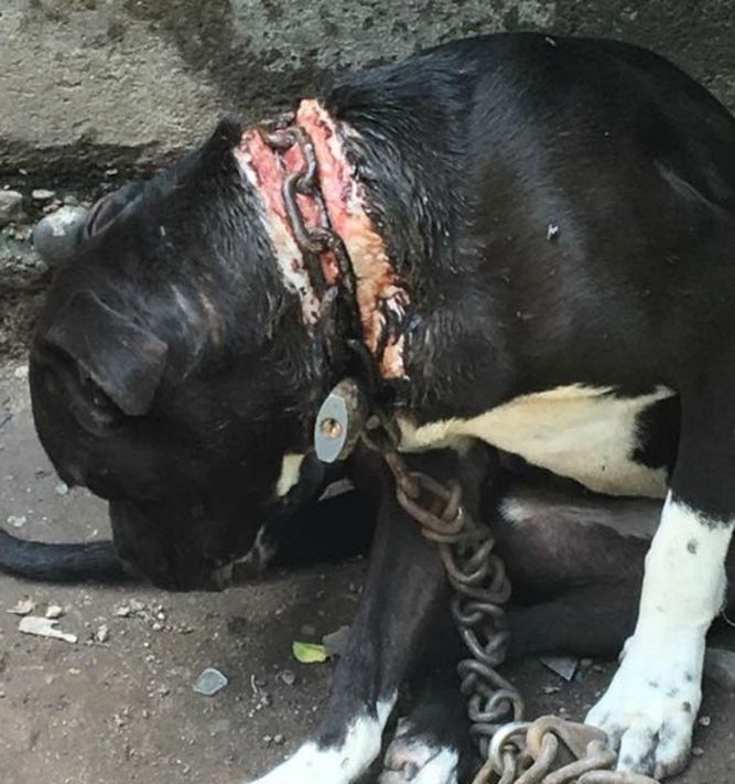 Rescate de perro permanentemente encadenado conmueve a internautas