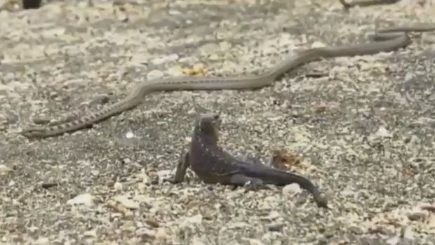 Mantener la sangre fría