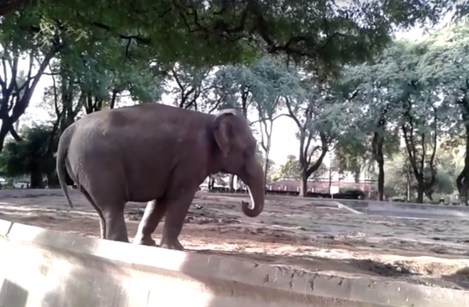 Una ONG ejercerá como abogada de tres elefantes del zoológico de Buenos Aires