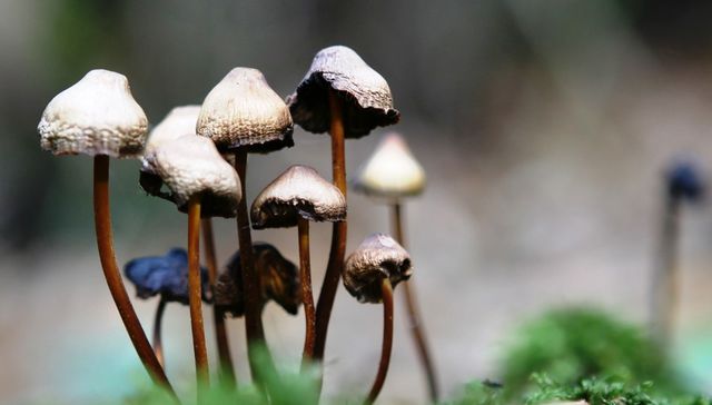 Curtidores de hongos