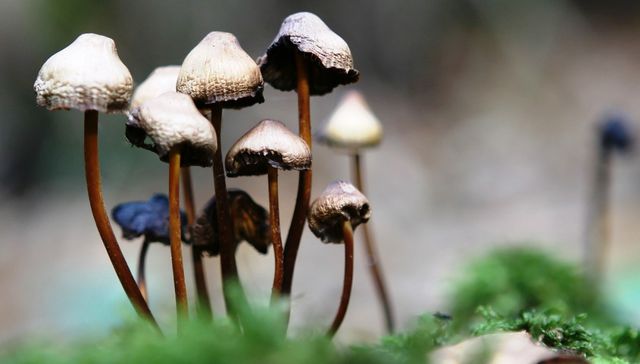 Curtidores de hongos