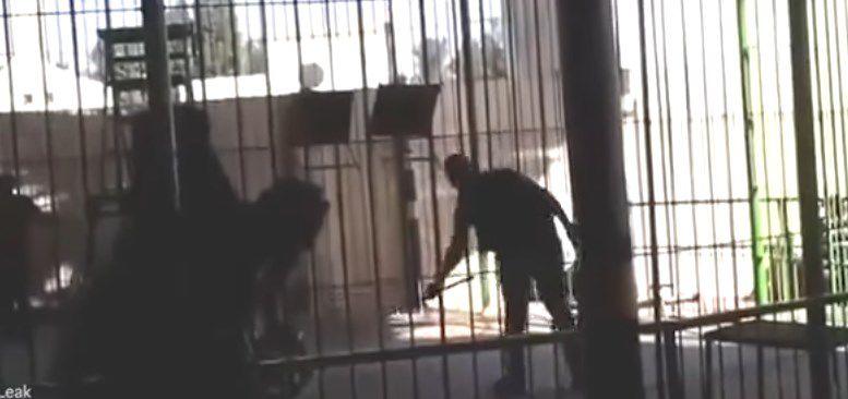 Momento de ferocidad