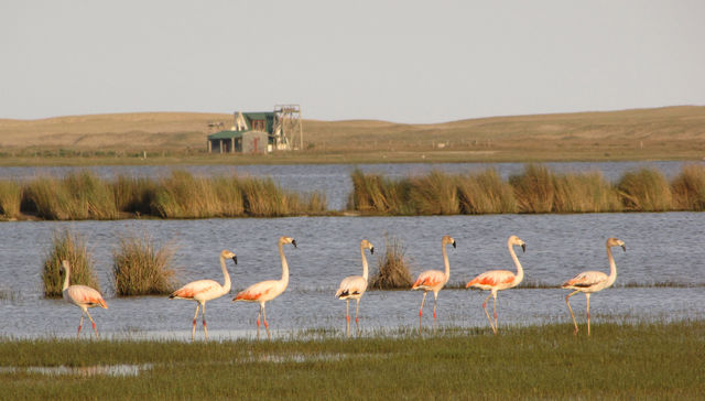 Juguemos en el bosque