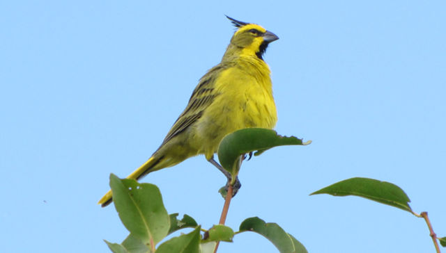 El país de los pájaros pintados